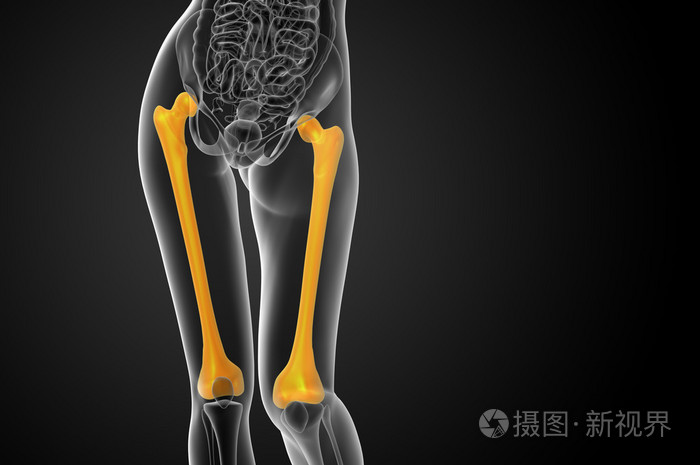 3d 渲染医学插图的股骨颈骨