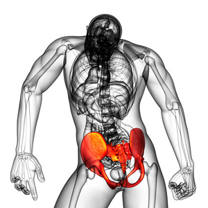 骨盆骨三维医疗图图片