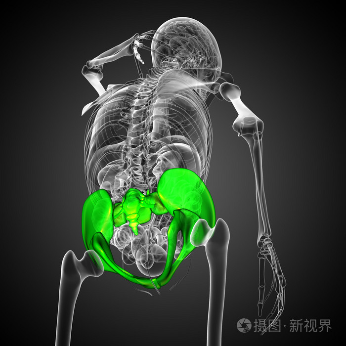 骨盆骨三维医疗图
