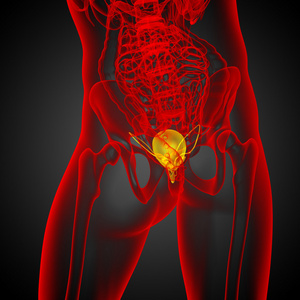 3d 渲染医学插图的膀胱