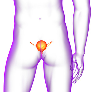 3d 渲染医学插图的膀胱