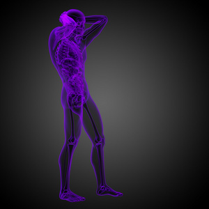 3d 渲染医学插图的人体解剖学