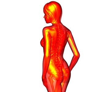 3d 渲染医学插图的人体解剖学