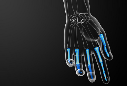 人类趾骨手三维渲染图图片
