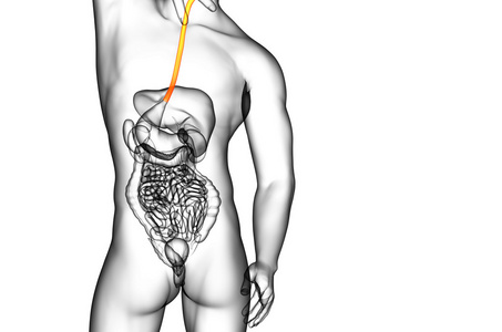 食管的 3d 呈现的插图