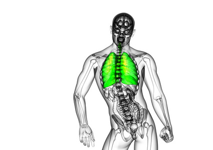 人体呼吸系统的 3d 渲染医学插图