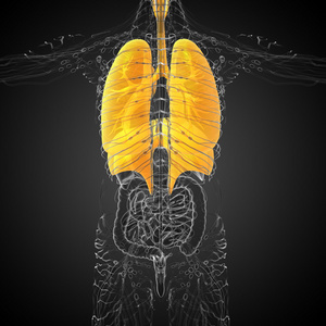 人体呼吸系统的 3d 渲染医学插图