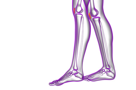 3d 渲染医学插图的髌骨骨