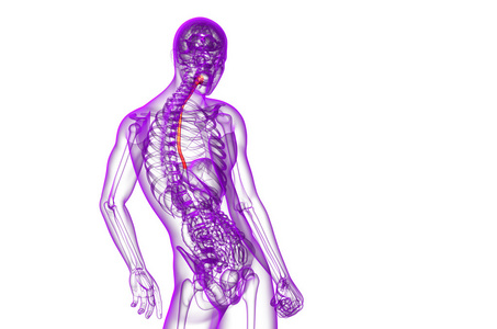 食管的 3d 呈现的插图