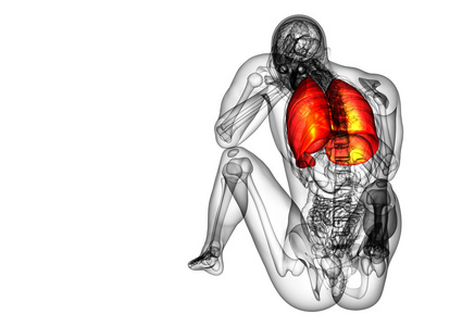 人体呼吸系统的 3d 渲染医学插图