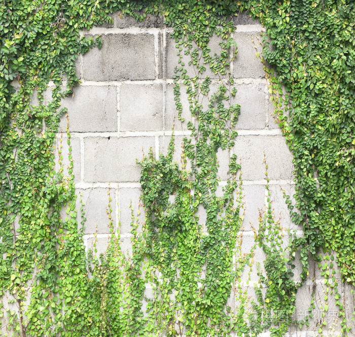 绿色的蔓草缠住