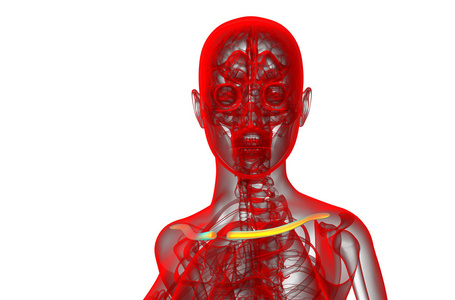 3d 渲染医学插图的锁骨骨