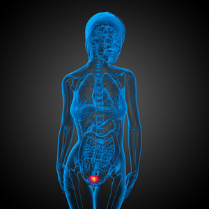 3d 渲染医学插图的膀胱