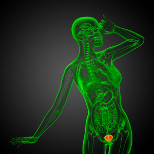 3d 渲染医学插图的膀胱