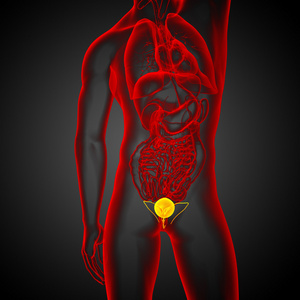 3d 渲染医学插图的膀胱