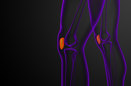 3d 渲染医学插图的髌骨骨