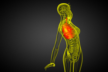 人体呼吸系统的 3d 渲染医学插图