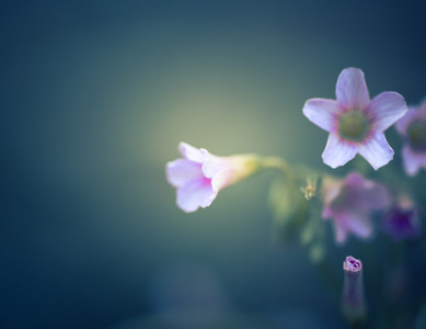 美丽的花朵与复古色调的柔焦镜头