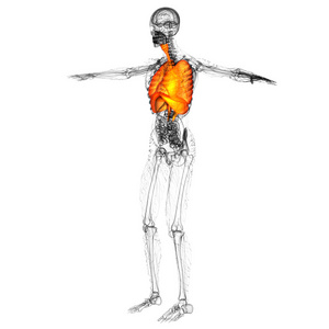 人体呼吸系统的 3d 渲染医学插图