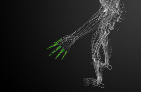 人类趾骨手三维渲染图