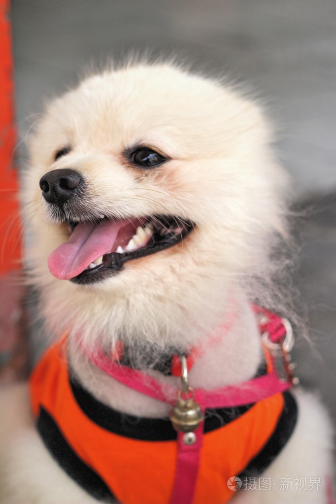 在公园里白色的博美犬狗可爱