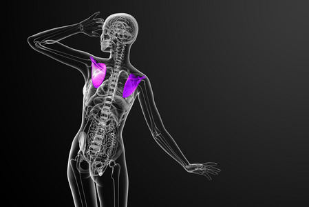 3d 渲染医学插图的肩胛骨骨
