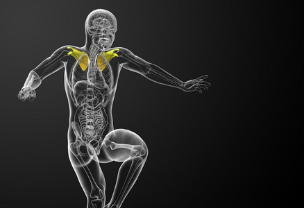 3d 渲染医学插图的肩胛骨骨