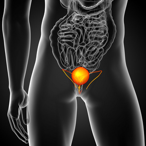 3d 渲染医学插图的膀胱