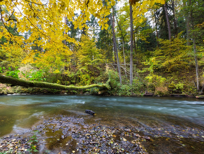 在秋季多彩森林野生河