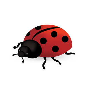 红瓢虫插图