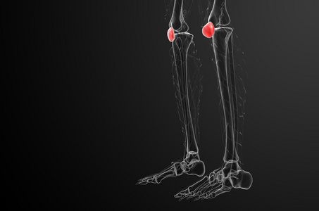 3d 渲染医学插图的髌骨骨