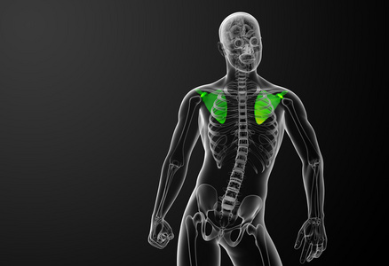 3d 渲染医学插图的肩胛骨骨