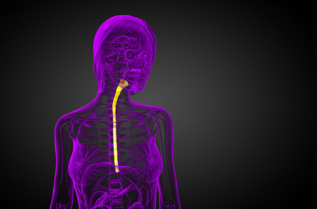 食管的 3d 呈现的插图