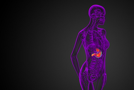 3d 渲染医学插图的胃