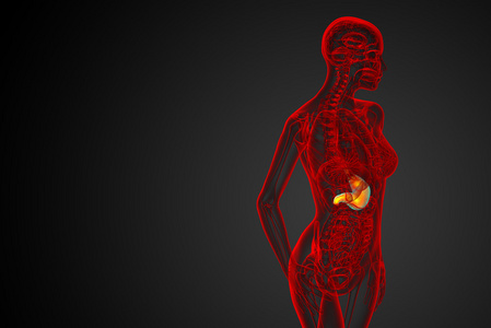 3d 渲染医学插图的胃