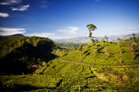 在斯里兰卡的茶叶种植园景观