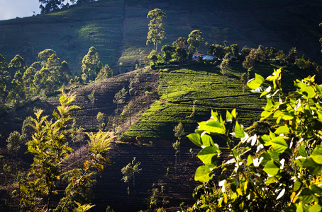 在斯里兰卡的茶叶种植园景观
