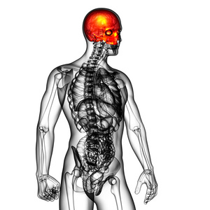3d 渲染医学插图的上部的头骨