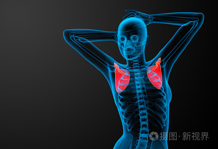 3d 渲染医学插图的肩胛骨骨