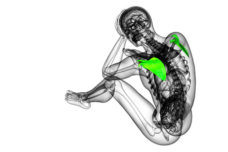 3d 渲染医学插图的肩胛骨骨