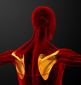 3d 渲染医学插图的肩胛骨骨