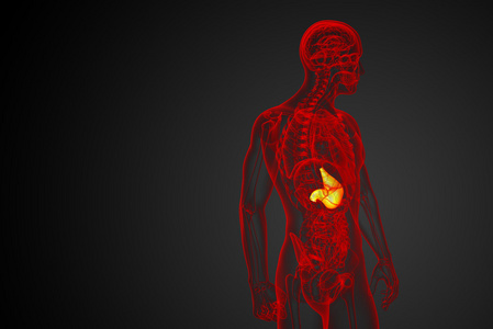 3d 渲染医学插图的胃