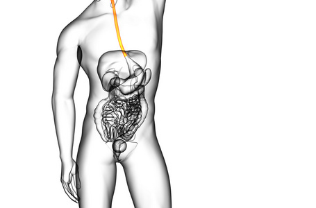 食管的 3d 呈现的插图