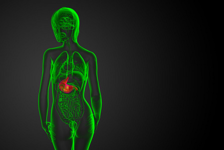 3d 渲染医学插图的胃