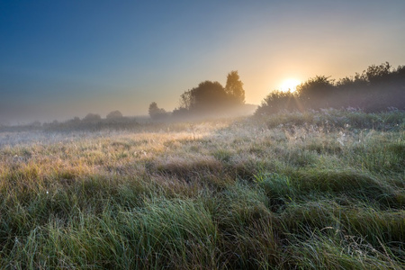波兰的草地上有雾的早晨