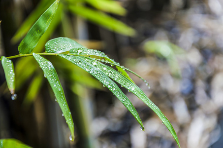 竹叶上的雨滴