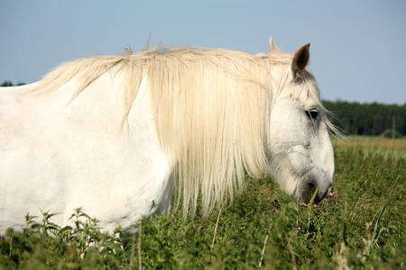 在字段中的两匹马的农夫美丽的郡马的天空背景上的