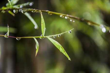 竹叶雨竹叶上的雨滴照片