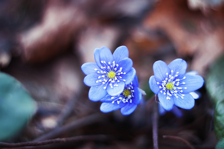 早春花虫