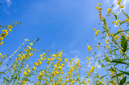 野生黄花